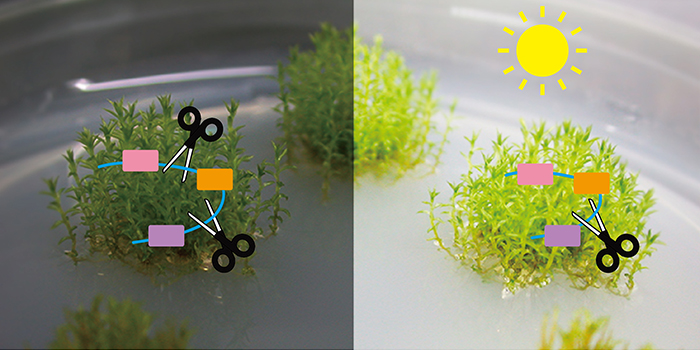 「光敏素」接收光線後（右圖），進入細胞核調控替代性剪接，使一段基因產生不同型式的蛋白質。相較於左圖無光源，並以剪刀數量不同呈現之，代表植物在有/無光源下，進行不同的剪接方式。